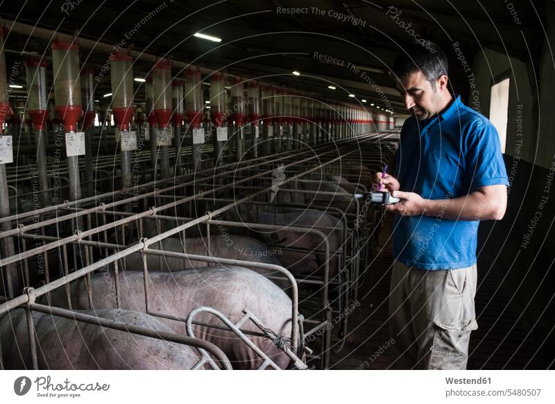 Salamanca, Spanien, Schweinezüchter, der iberische Schweine mit einem PDA in einem landwirtschaftlichen Betrieb untersucht Stall Stallung Stallungen Viehstaelle