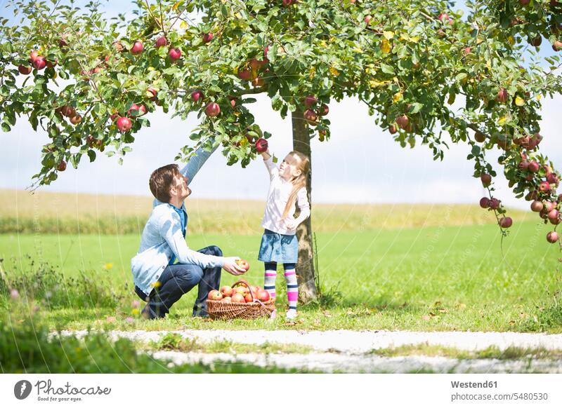 Kleines Mädchen und Vater pflücken Äpfel vom Baum Tag am Tag Tageslichtaufnahme tagsueber Tagesaufnahmen Tageslichtaufnahmen tagsüber Papas Väter Vati Vatis