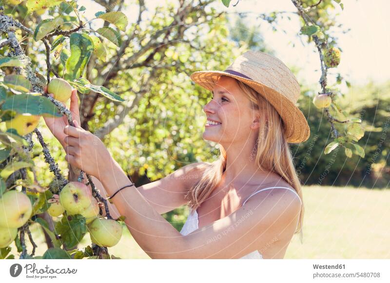 Junge Frau mit Strohhut pflückt Äpfel vom Baum lächeln Bäume Baeume Apfel Aepfel weiblich Frauen glücklich Glück glücklich sein glücklichsein pflücken Obst