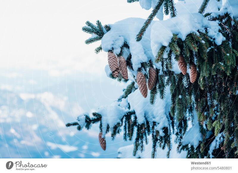 Deutschland, Berchtesgadener Land, Nationalpark Berchtesgaden, schneebedeckte Tanne mit Zapfen, Teilansicht kalt Kälte Ausschnitt Teilabschnitt Anschnitt