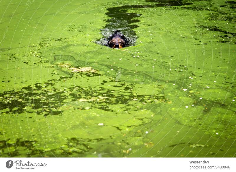 Mischling schwimmt im Teich mit Algen Niemand Blickkontakt Augenkontakt Wasseroberfläche Wasseroberflaeche Wasseroberflächen Wasseroberflaechen bedeckt