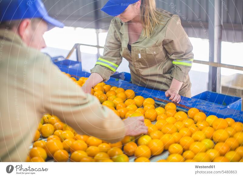 Arbeiter auf Orangenplantagen pflücken Orangen vom Förderband sortieren Sortierung einsortieren auswählen waehlen auswaehlen Plantage Plantagen Citrus sinensis