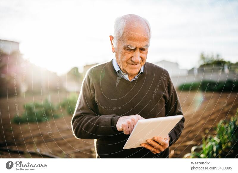 Älterer Mann benutzt Tablette im Garten Tablet Computer Tablet-PC Tablet PC iPad Tablet-Computer benutzen benützen Senior ältere Männer älterer Mann Senioren