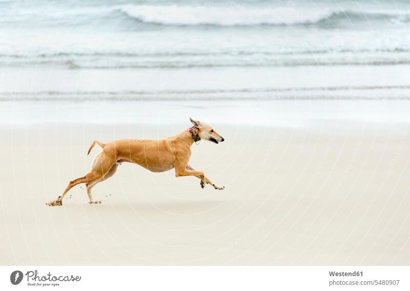 Spanien, Llanes, Windhundrennen am Strand laufen Meeresufer Natur Tiermotive Tierthemen reisen Travel verreisen Weg Reise Greyhound Greyhounds ein Tier 1