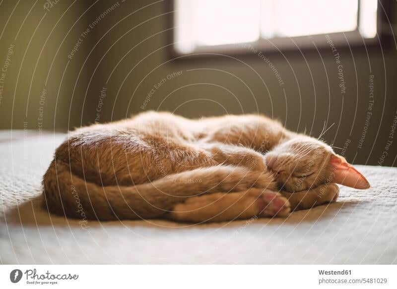 Katze, die zu Hause auf einem Bett schläft Haustier Haustiere Tag am Tag Tageslichtaufnahme tagsueber Tagesaufnahmen Tageslichtaufnahmen tagsüber Seitenlage
