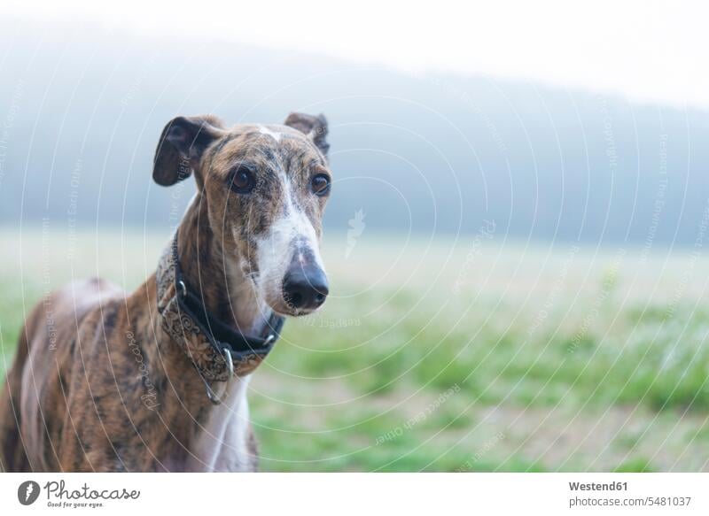 Windhund auf einer Wiese Natur Spanien Tierportrait Tierporträts Tierportraet Tierportraets Tierportraits morgens Morgen früh Frühe Greyhound Greyhounds Treue