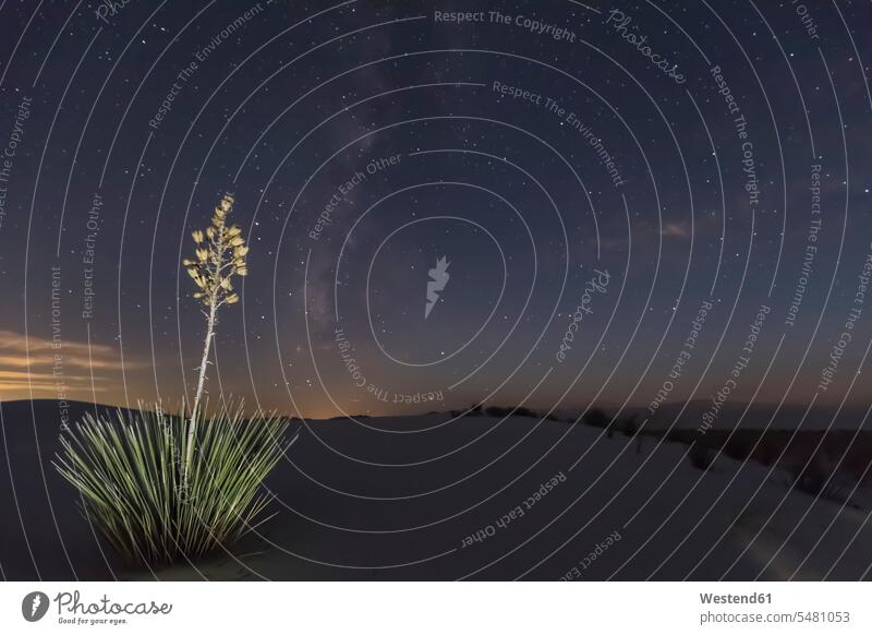 USA, New Mexico, Chihuahua-Wüste, White Sands National Monument, Seifenbaum bei Nacht Vegetation Natur Kargheit karg Außenaufnahme draußen im Freien