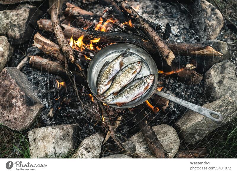 Rudd am Lagerfeuer in der Pfanne braten Fisch Speisefisch Speisefische Food and Drink Lebensmittel Essen und Trinken Nahrungsmittel Fischfang Fische Pisces