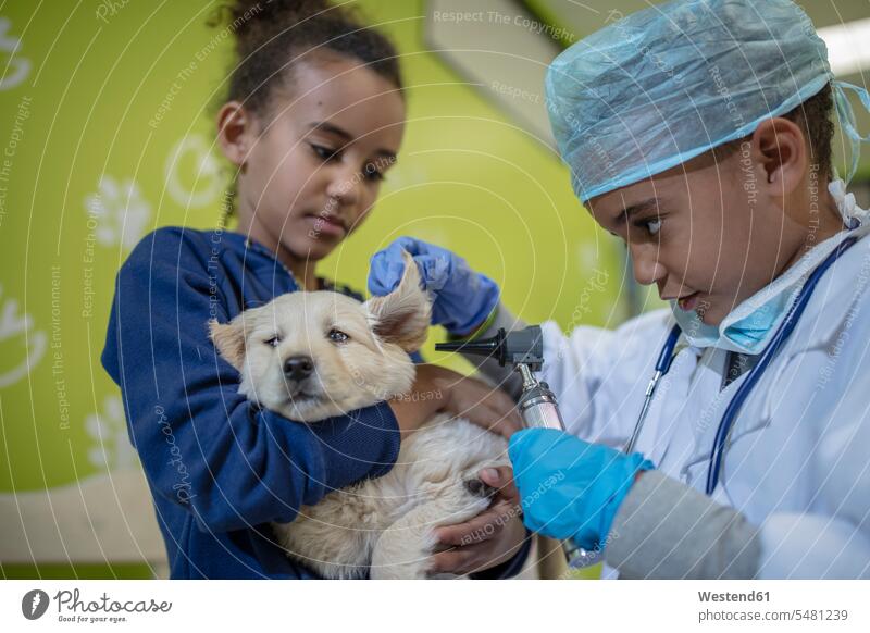 Mädchen hält einen Labrador-Welpen, während ein kleiner Junge Tierarzt spielt Hund Hunde Tiermediziner Tierärzte Veterinär Veterinäre untersuchen prüfen Buben