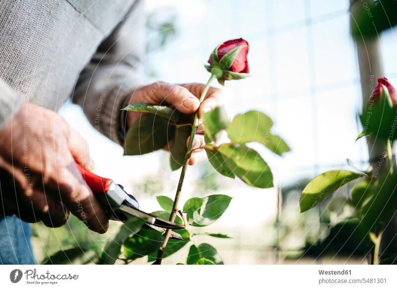 Die Hand eines älteren Mannes beim Rosenschneiden im Garten, Nahaufnahme Europäer Kaukasier Europäisch kaukasisch Wachsen Wachstum beschneiden zurückschneiden