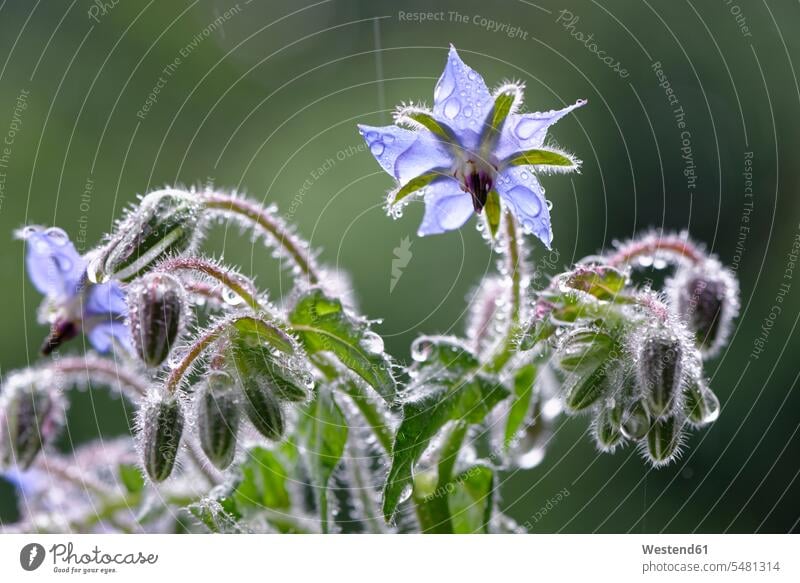Sternblumen mit Regentropfen Schönheit der Natur Schoenheit der Natur Blütenstand Blütenstände Bluetenstand Bluetenstaende Infloreszenze lila lilafarben violett