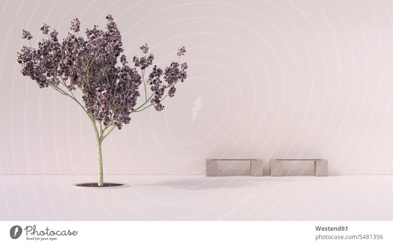 Bänke und Kirschbaum im Innenhof Kirschblüte Kirschblüten Stille still lautlos Lautlosigkeit Bildsynthese 3D-Rendering 3D Rendering Harmonie harmonisch Frieden