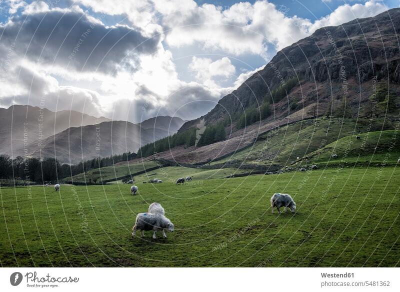 England, Cumbria, Lake District, Langdale, Schafherde grasen grast grasend Schafherden Sonnenlicht Niemand Mittelgroße Tiergruppe Mittlere Gruppe von Tieren