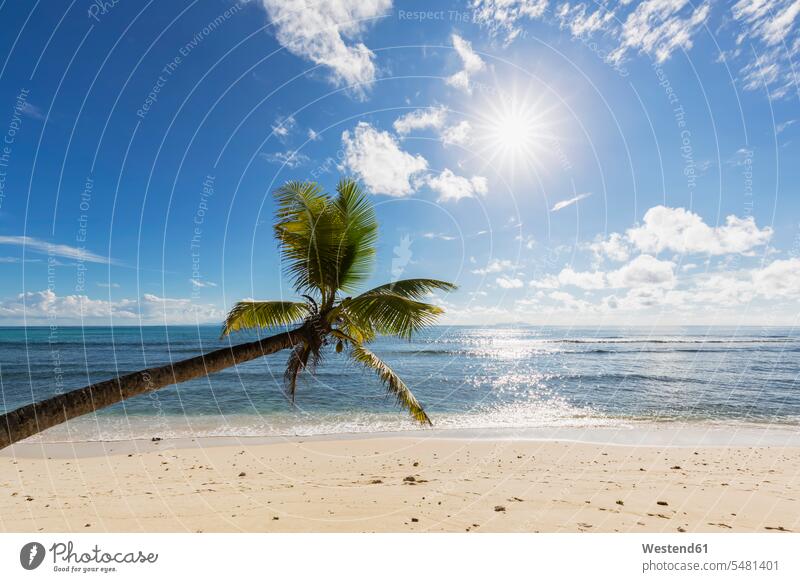 Seychellen, Praslin, Anse Kerlan, Kokospalme und Cousine Island leer leere Palme Palmen Abwesenheit menschenleer abwesend Schönheit der Natur