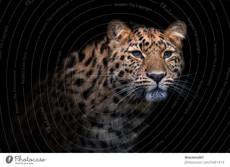 Porträt eines Amurleoparden vor schwarzem Hintergrund ein Tier 1 Einzelnes Tier eins einzeln gefährdet gefährdete Art Anmut anmutig grazioes graziös Grazie