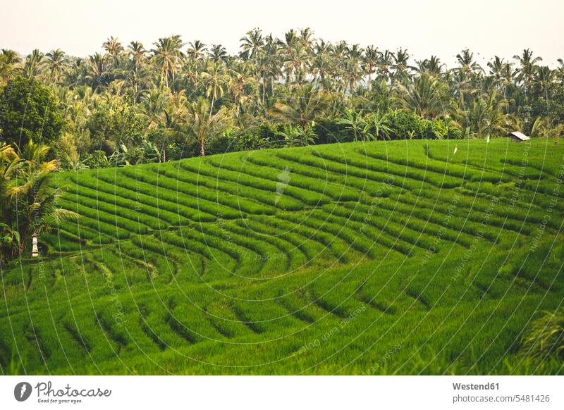 Indonesien, Bali, Reisfelder Landwirtschaft Anbau anbauen Kulturpflanze Kulturpflanzen Getreide Nutzpflanzen Bali Island Feldwirtschaft Feldbau Wachsen Wachstum