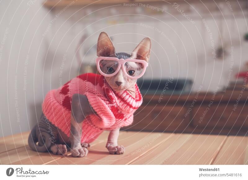 Porträt einer Sphynx-Katze auf Tisch mit rosa Pullover und lustiger Brille Katzen Portrait Porträts Portraits Haustier Haustiere Tier Tierwelt Tiere Brillen