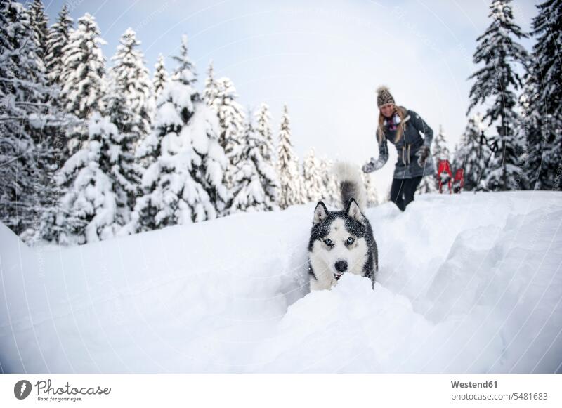 Österreich, Altenmarkt-Zauchensee, junge Frau mit Hund im Winterwald Hunde winterlich Winterzeit weiblich Frauen Wald Forst Wälder Haustier Haustiere Tier