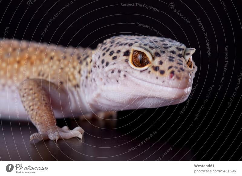 Porträt eines Leopardgeckos Wildtier Wildtiere Eublepharis macularius Tierportrait Tierporträts Tierportraet Tierportraets Tierportraits gesprenkelt getüpfelt