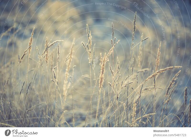 Gräser im Winter gefroren vereist eingefroren zugefroren kalt Kälte Natur Gras Graeser Außenaufnahme draußen im Freien filigran Fokus Auf Den Vordergrund