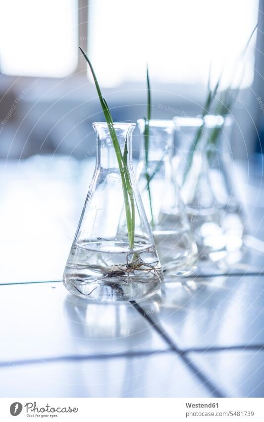 Sämlinge in Bechern im Labor pflanzen Becherglas Wissenschaft wissenschaftlich Wissenschaften Labore Setzling Keimlinge Setzlinge Ableger Arbeitsplatz