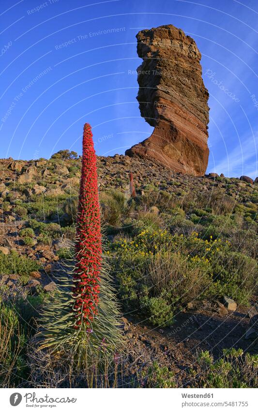 Spanien, Teneriffa, Echium Wildpretii und bizarre Felsformation im Teide-Nationalpark Reise Travel Echium wildpretii Ruhe Beschaulichkeit ruhig Tag am Tag