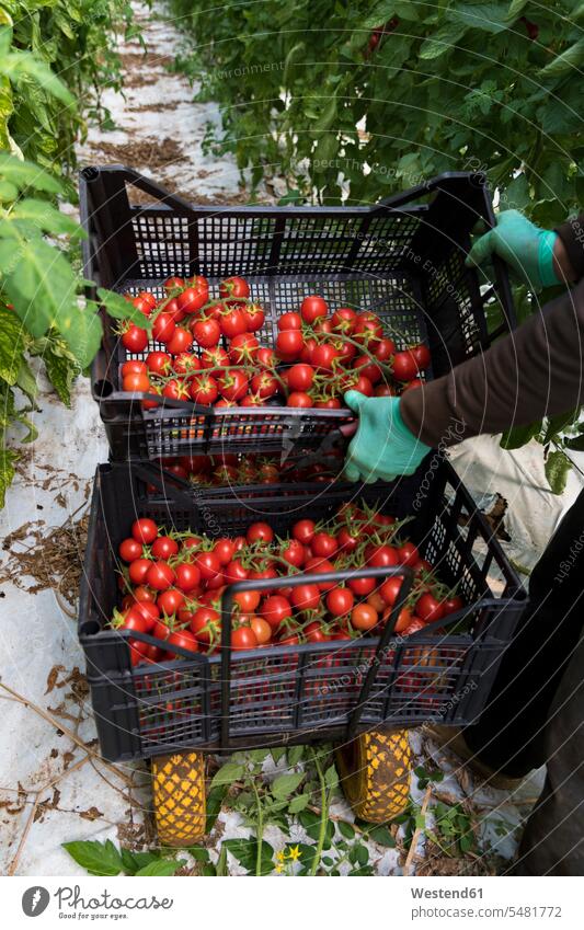 Tomaten von Hand ernten und Kisten tragen Arbeiter Speisetomaten Rispe Panicula Rispen Gartenbau Gärtnerei Gaertnerei Gärtnerein Gaertnerein Gesunde Ernährung