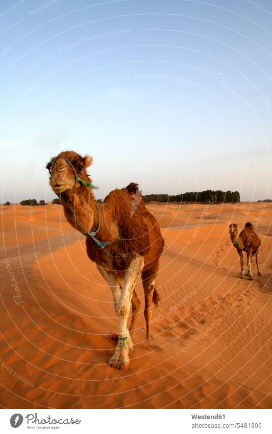 Tunesien, Dromedare in der Dämmerung in der Wüste Sahara Außenaufnahme draußen im Freien unterwegs auf Achse in Bewegung Camelus dromedarius Blauer Himmel