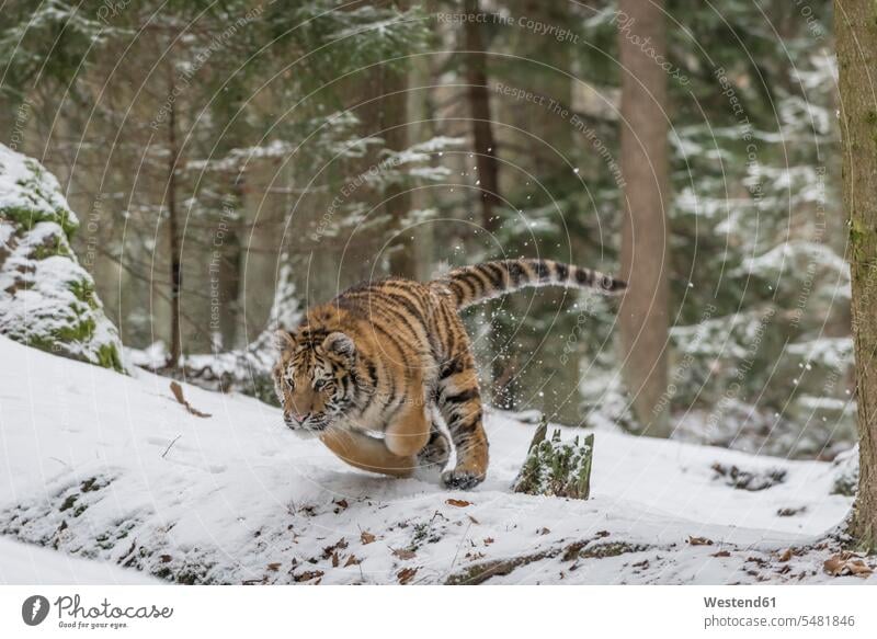 Junger sibirischer Tiger jagt im Wald im Schnee Sibirischer Tiger Amurtiger Panthera tigris altaica Sibirische Tiger Amur-Tiger Außenaufnahme draußen im Freien
