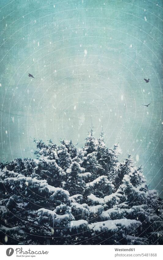 Deutschland, Wuppertal, Tanne im Winter verschneit schneebedeckt Ruhige Szene Ruhe ruhig Schneefall fliegen fliegend märchenhaft maerchenhaft Eiszapfen Abies