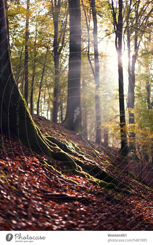 Herbstlicher Buchenwald im Gegenlicht Stimmung stimmungsvoll Sonnenschein sonnig Licht Baumstamm Stamm Stämme Baumstämme Bäume Baeume Herbstlaub Wald Forst