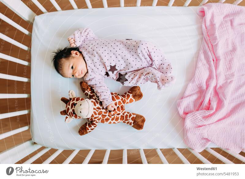 Neugeborenes Mädchen im Gitterbett liegend mit einer Plüschgiraffe Stofftier Stofftiere liegt Kind Babies Babys Kinder Babybett Babybetten Mensch Menschen Leute