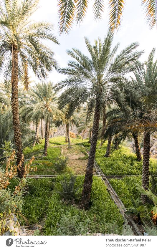 Palmenplantagen mit Bewässerungssystem Plantage grün Kanal Wachstum sonnig Oman Natur Landschaft reisen Tourismus Außenaufnahme Farbfoto