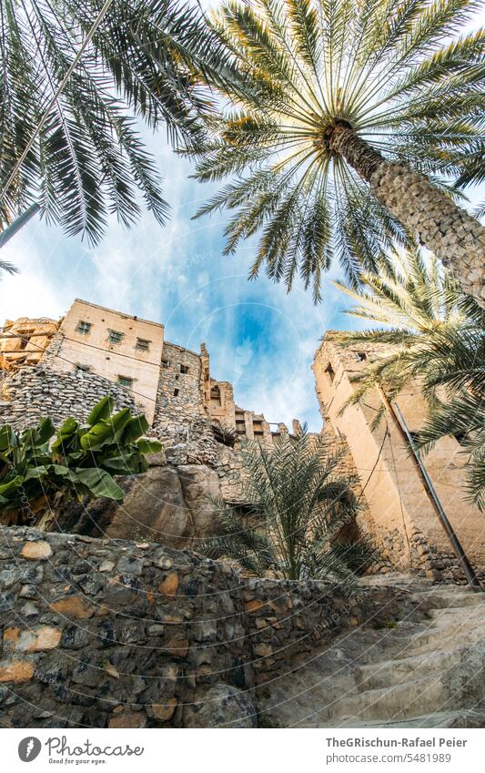 Stadt inmitten von Palmen Plantage grün Bewässerung Kanal Wachstum sonnig Oman Natur Landschaft reisen Tourismus Außenaufnahme Farbfoto Ferien & Urlaub & Reisen