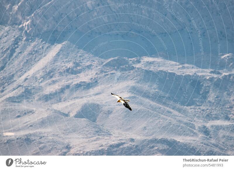 Geier fliegt über eine Schlucht Vogel fliegen Flügel Klippe Berge u. Gebirge Tier Feder Natur Außenaufnahme Farbfoto Freiheit