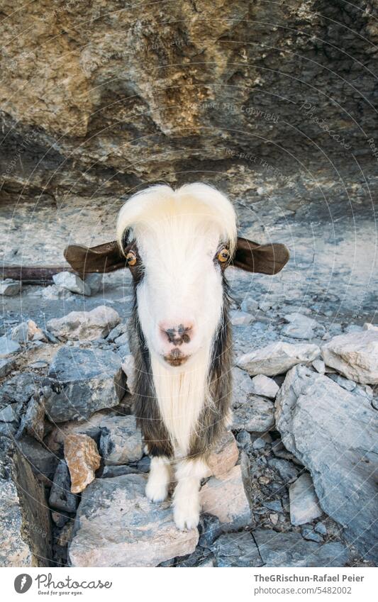 Ziege steht im Schatten und posiert für die Kamera Fell Stein Sonne Steine Klettern Nutztier Tier Außenaufnahme Tierporträt Natur Farbfoto braun Ziegen