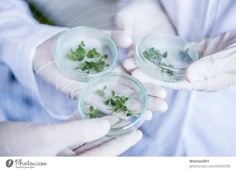 Wissenschaftler im Labor halten Keime in Petrischalen wissenschaftlich Wissenschaften Labore untersuchen prüfen Probe Muster keimen Arbeitsplatz Arbeitsstätte