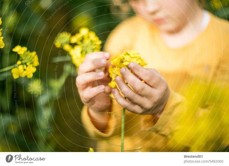 Nahaufnahme eines Mädchens, das die Pflanze im Rapsfeld untersucht weiblich Brassica napus untersuchen prüfen Blüte Bluete Blueten Blütenkopf blühen Kind Kinder