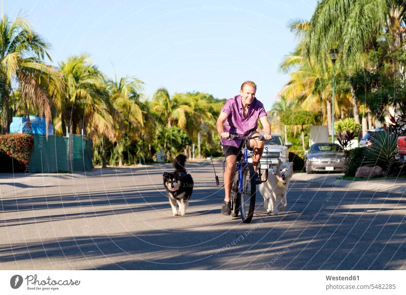 Älterer Mann fährt auf einem Fahrrad mit zwei Hunden Europäer Kaukasier Europäisch kaukasisch Gesunder Lebensstil Gesundheitsbewusstsein gesunde Lebensweise