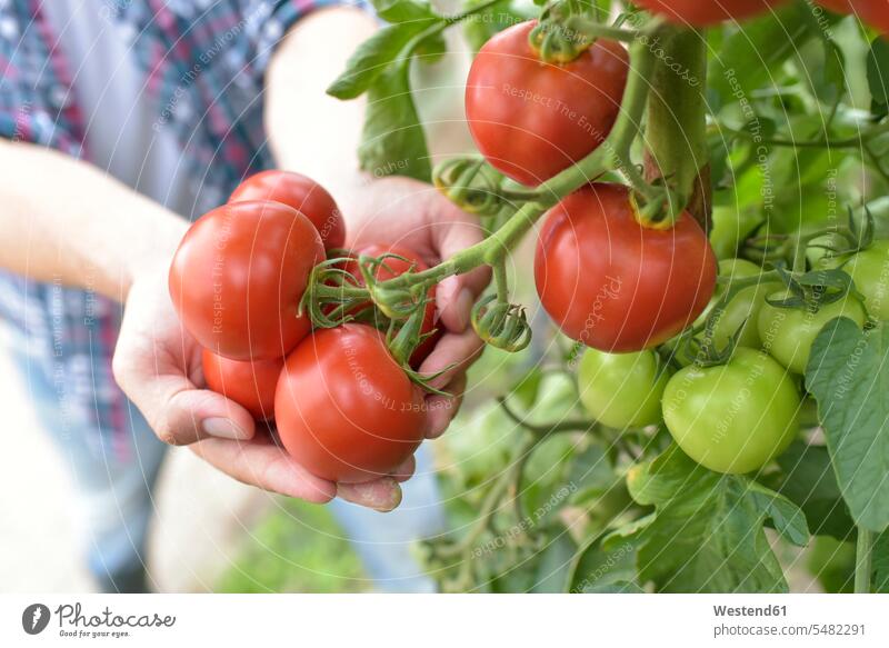 Gärtnerhände halten Tomaten im Gewächshaus Hand Hände Speisetomaten Mensch Menschen Leute People Personen Gemüse Gemuese Essen Food Food and Drink Lebensmittel