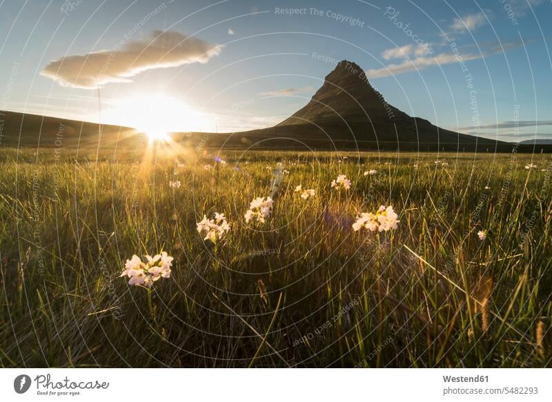 Island, Snæfellsnes, Berg und Wiese bei Sonnenuntergang Wolke Wolken Blumenwiese Blumenwiesen Abendlicht abendliches Licht Abendstimmung Republik Island