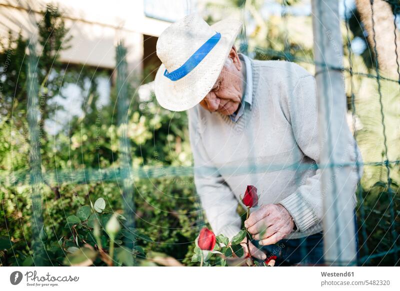 Älterer Mann schneidet Rose im Garten Europäer Kaukasier Europäisch kaukasisch Außenaufnahme draußen im Freien Rosenblüte Rosenbluete Rosenblüten Rosenblueten