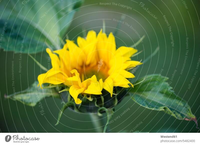 Sonnenblume (Helianthus annuus), Garten einzelne Blume Natur Gärten Gaerten Außenaufnahme draußen im Freien Blütenblatt Blütenblätter Fokus Auf Den Vordergrund