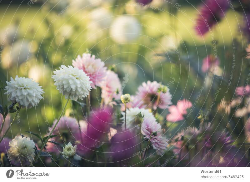 Dahlien im Spätsommer Schönheit der Natur Schoenheit der Natur Spaetsommer Blüte Blüten blühen Tag am Tag Tageslichtaufnahme tagsueber Tagesaufnahmen
