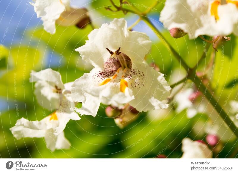 Blüten vom Gold-Trompetenbaum, Goldtrompetenbaum (Catalpa bignonioides Aurea ), Blätter, Blüten Niemand Blatt Blaetter blühen erblühen blühend Blume Blumen Ast