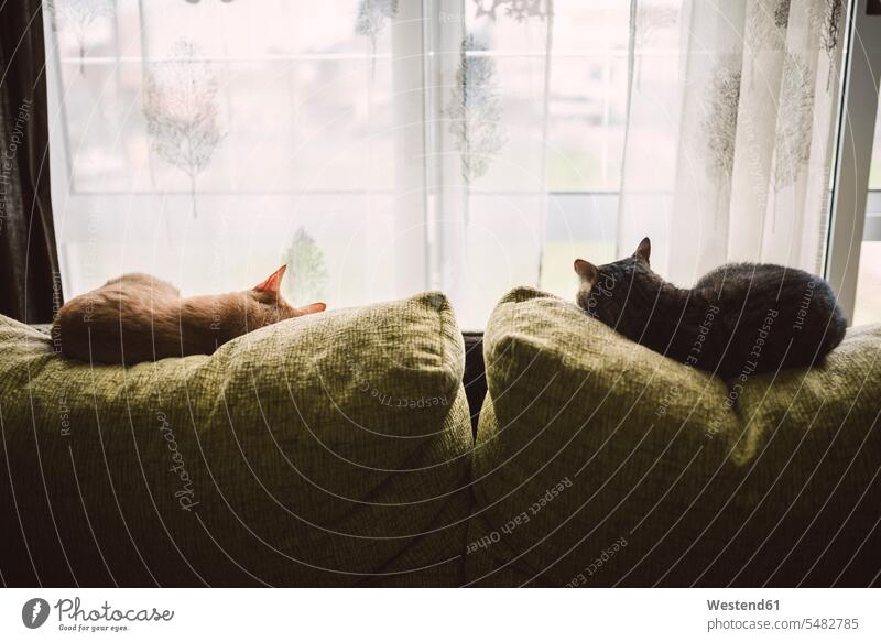Rückenansicht von zwei Katzen, die auf der Rückenlehne einer Couch vor einem Fenster schlafen Haustier Haustiere niedlich süss süß putzig faulenzen Faulheit