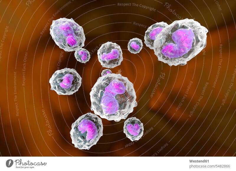 Monozyten, Immunsystem, Abwehrzellen, gerenderte 3D-Illustration Zelle Zellen Niemand pink pinkfarben rosa Gesundheit Blut Menschenblut menschliches Blut