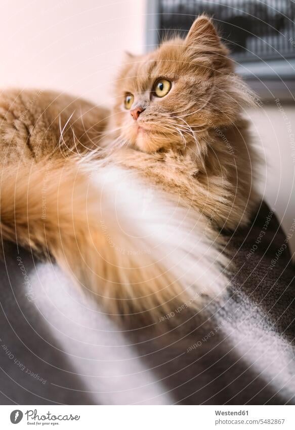 Porträt einer hellbraunen Katze zu Hause Hauskatze Felis Silvestris Catus Hauskatzen weich Sanftheit Weichheit sanft Zuhause daheim Schatten bequem Komfortabel