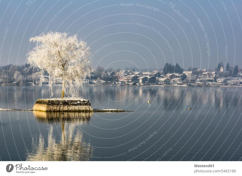 Deutschland, Bayern, Einzelbaum auf Steininsel im Chiemsee im Winter Stimmung stimmungsvoll Tag am Tag Tageslichtaufnahme tagsueber Tagesaufnahmen