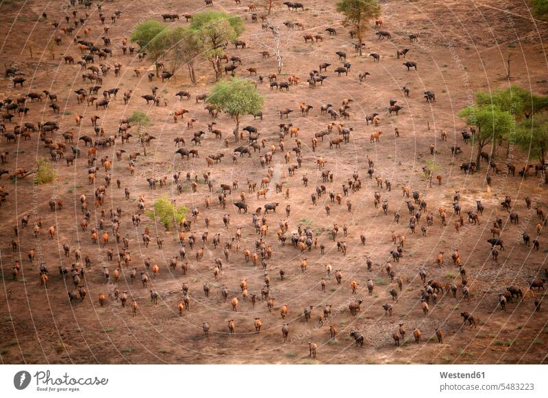 Tschad, Zakouma-Nationalpark, Luftaufnahme einer Herde afrikanischer Büffel, auf dem Vormarsch Nationalparks Natur Wildtier Wildtiere Außenaufnahme draußen